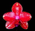 Phal. Bright Morning Star 'Angel Orchids No. 3'